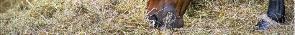 horse hay steamer, hay steamer, steaming hay to reduce irritants