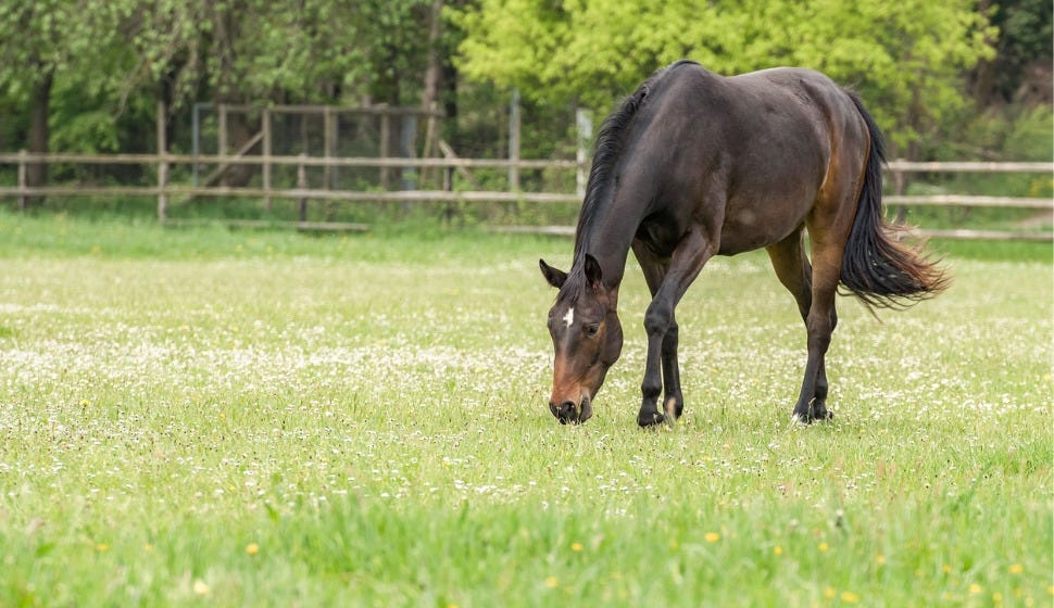 Horse Wormers