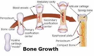 More about Bone Development in Horses