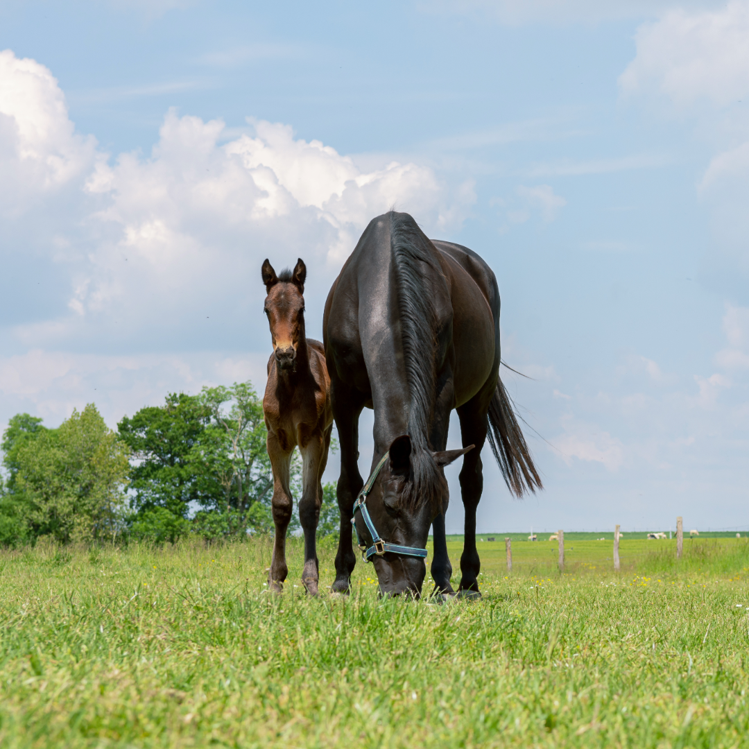 How to support a foal with heat scours 