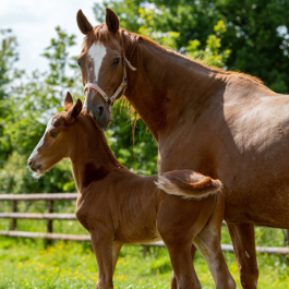 Which foaling alarm is the best for you: Comparing reliability and welfare 