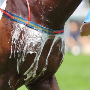 Hot and Sweaty Horses – support and supplementation