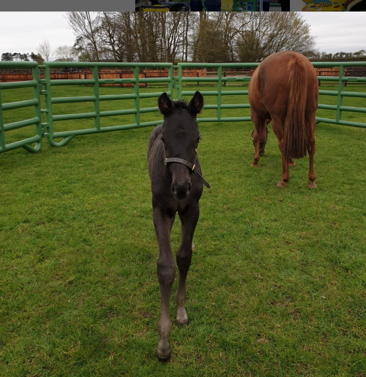 Everything you need to know about caring for a foal 
