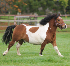 Managing your overweight horse 