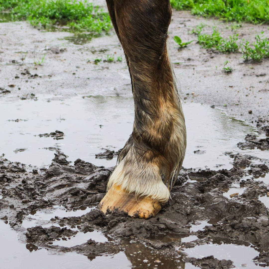 How to prevent mud-fever this winter! 