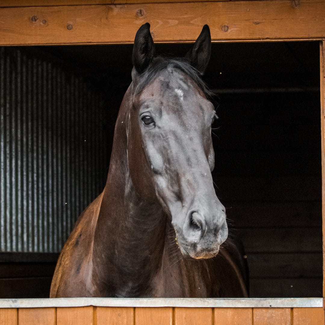 The 5 best boredom breakers for stabled horses