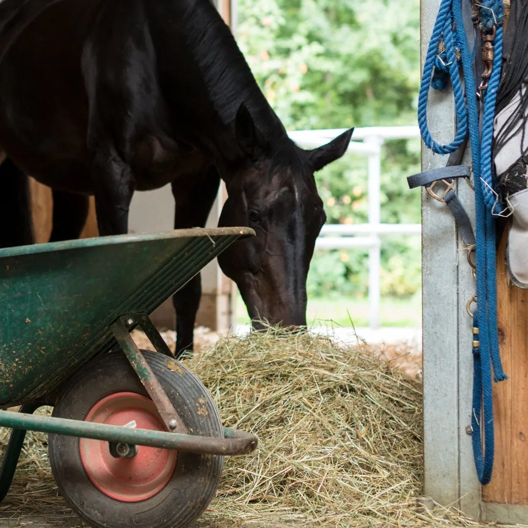  10 New Year’s resolutions for busy equestrians 