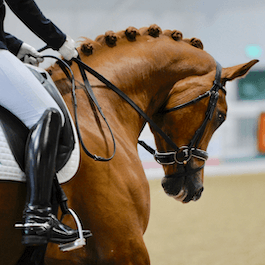 What is the best Protein supplement for my horse? 