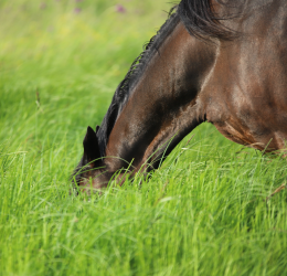 Laminitis: Not just a threat in spring  