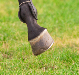 What is the best hoof supplement for my horse? 