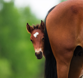 Prepare early for a successful breading season in Spring 2022 