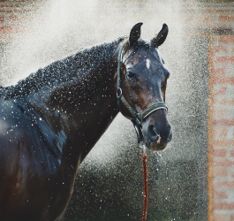 Six tips to keep your horse happy and cool this summer 