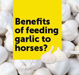 What are the benefits of feeding garlic to horses?