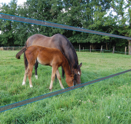 How to set up electric fencing for horses 