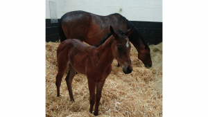What causes Diarrhoea in foals?