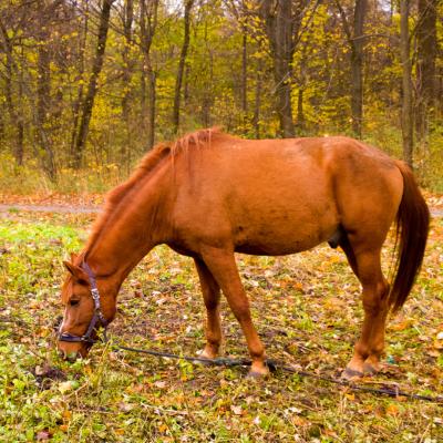 WARNING: Sycamore Poisoning (Atypical Myopathy) is Devastating the Equine Community 