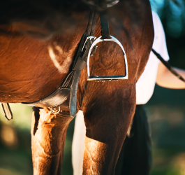 What Does Good Gut Health Mean for Horses? 