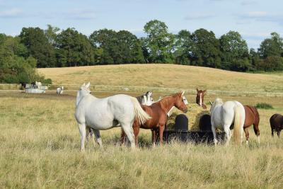 Our Best Horse Hay Feeder: durabale Hay Feeder Gallery 