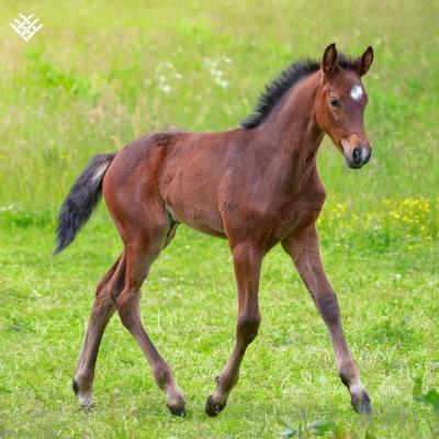 What do I need when I'm expecting a foal?