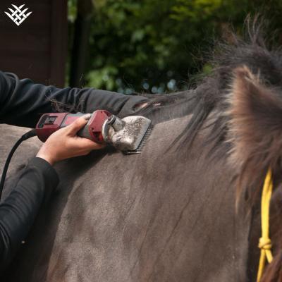 Top Tips for Clipper Care (Equine Clippers) 