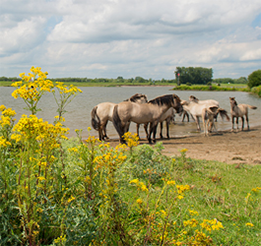 Ragwort: Protect your horse against this poisonous plant