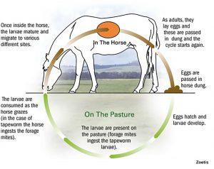 Winter Worming: Identifying & treating Encysted Redworm in horses