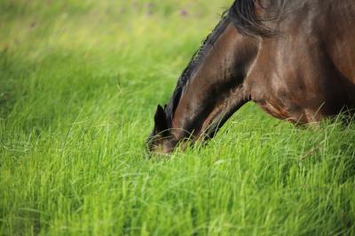 Transform the life of your laminitic horse with these 5 Fs