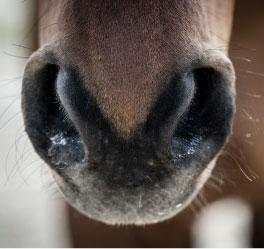 WARNING: Equine Herpes Virus Outbreak UK 