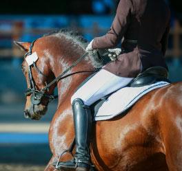  The importance of Topline and how to improve it 