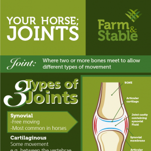 Your horses joint health - what should you know?