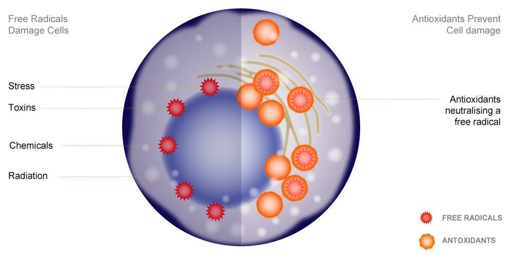 Diagram showing Kurasyn 360x curcumin antioxidants prevent cell damage by scavenging free radicals